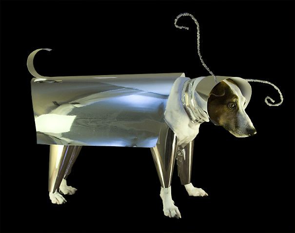 I Took A Picture Of My Dog Every Day For A Year I Took A Picture Of My Dog Every Day For A Year