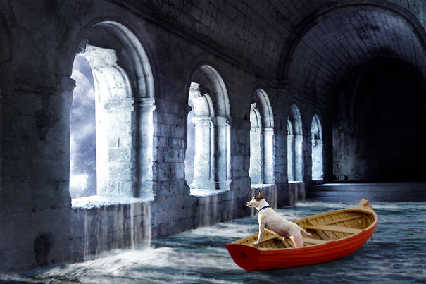 I Took A Picture Of My Dog Every Day For A Year