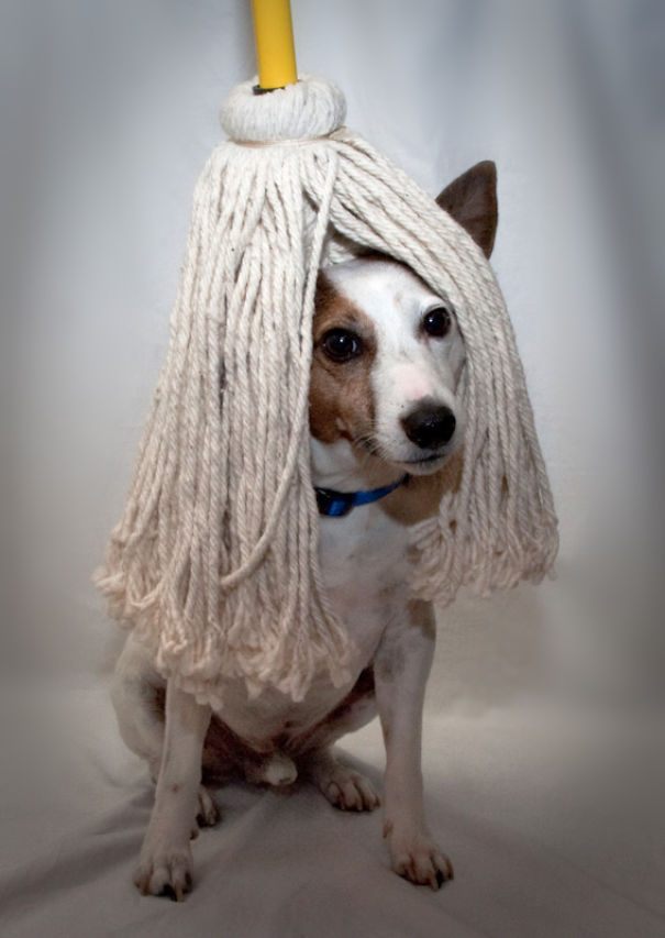 I Took A Picture Of My Dog Every Day For A Year I Took A Picture Of My Dog Every Day For A Year