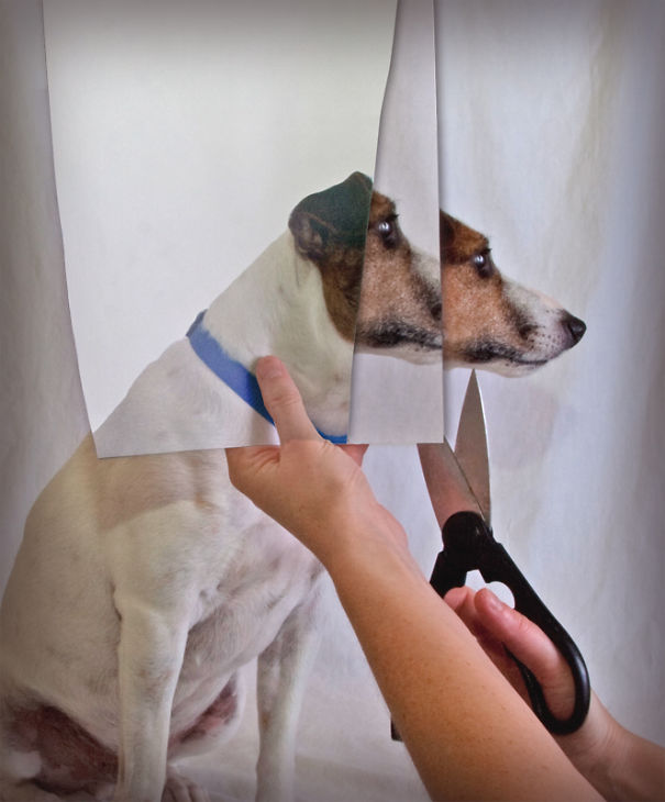 I Took A Picture Of My Dog Every Day For A Year I Took A Picture Of My Dog Every Day For A Year