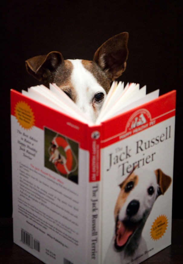 I Took A Picture Of My Dog Every Day For A Year I Took A Picture Of My Dog Every Day For A Year