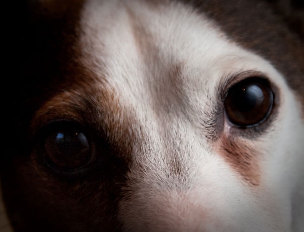 I Took A Picture Of My Dog Every Day For A Year I Took A Picture Of My Dog Every Day For A Year