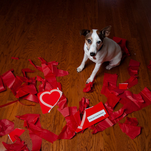 I Took A Picture Of My Dog Every Day For A Year