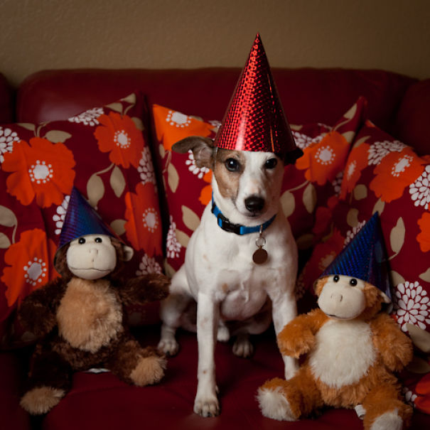 I Took A Picture Of My Dog Every Day For A Year I Took A Picture Of My Dog Every Day For A Year