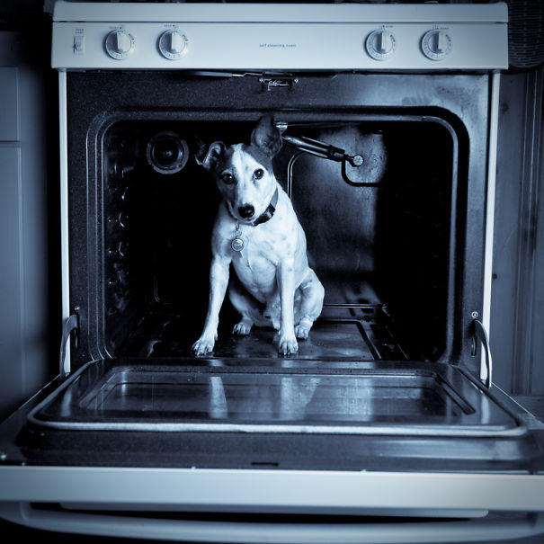 I Took A Picture Of My Dog Every Day For A Year I Took A Picture Of My Dog Every Day For A Year