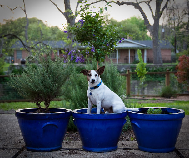 I Took A Picture Of My Dog Every Day For A Year