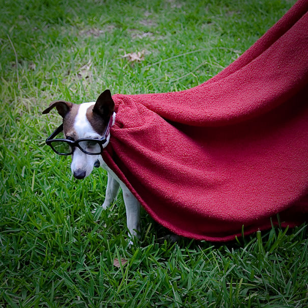 I Took A Picture Of My Dog Every Day For A Year I Took A Picture Of My Dog Every Day For A Year