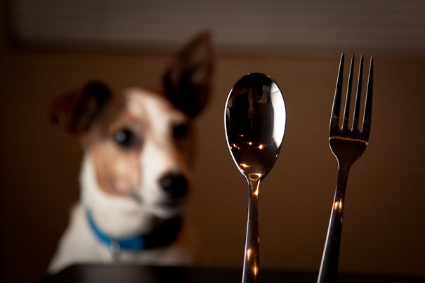 I Took A Picture Of My Dog Every Day For A Year I Took A Picture Of My Dog Every Day For A Year