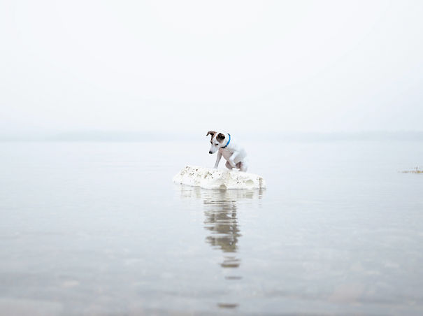 I Took A Picture Of My Dog Every Day For A Year I Took A Picture Of My Dog Every Day For A Year