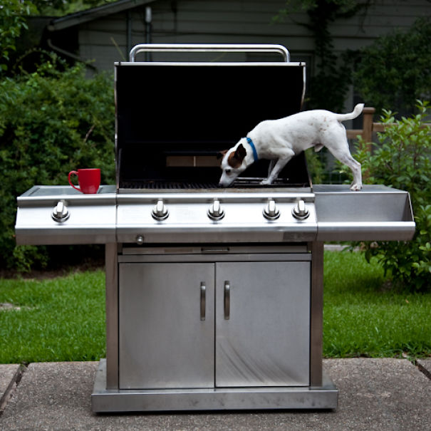 I Took A Picture Of My Dog Every Day For A Year I Took A Picture Of My Dog Every Day For A Year