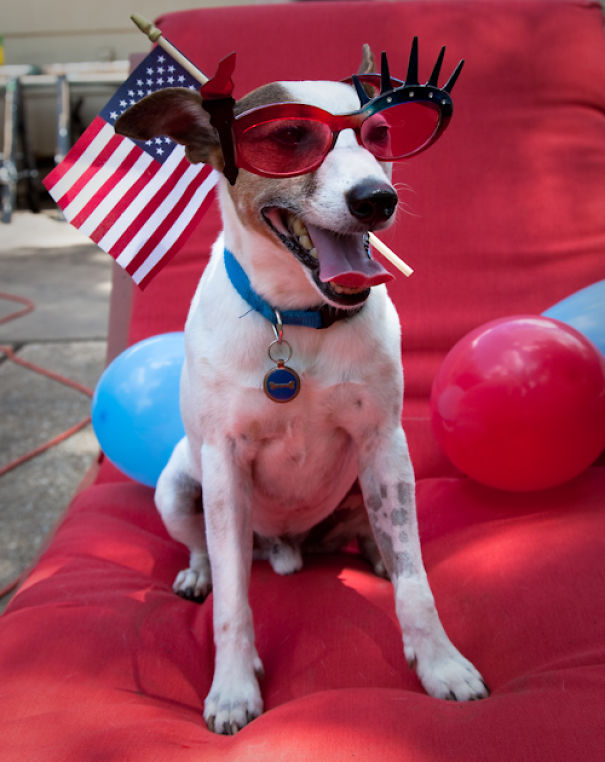 I Took A Picture Of My Dog Every Day For A Year I Took A Picture Of My Dog Every Day For A Year