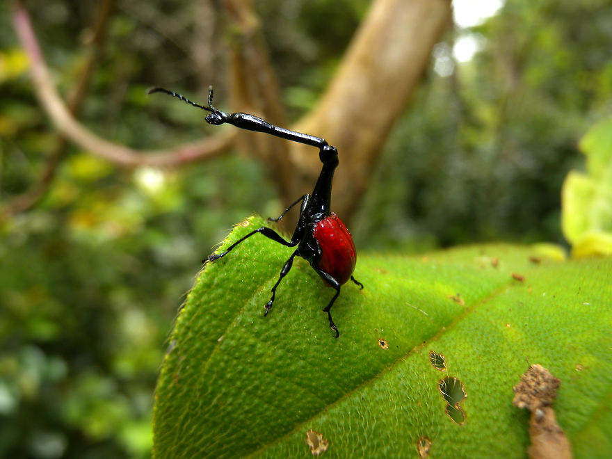 Weird Looking Bug: The Giraffe Weevil (giraffe Bug) Weird Looking Bug: The Giraffe Weevil (giraffe Bug)