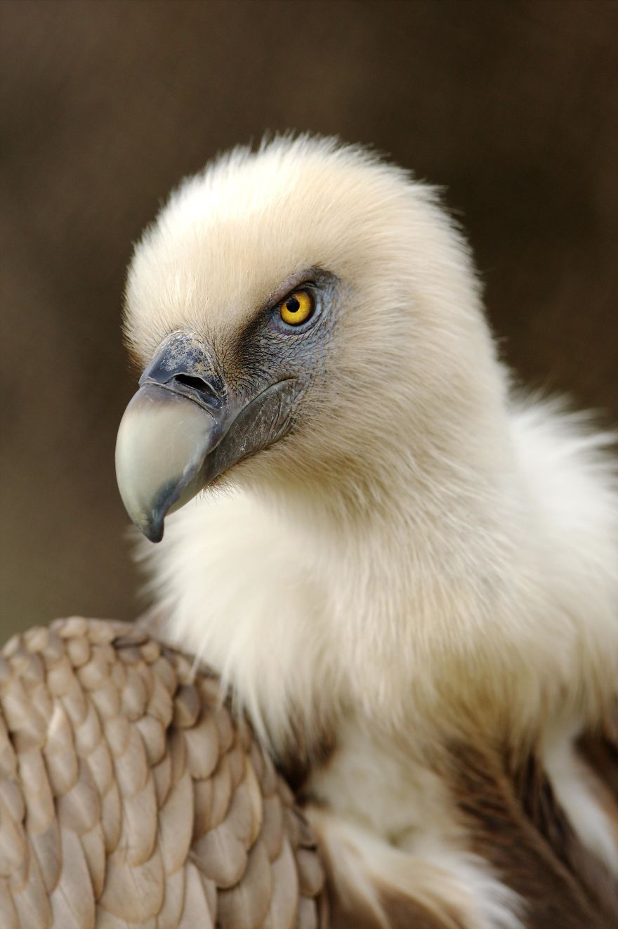 I Photograph Zoo Animals As If They Were Free