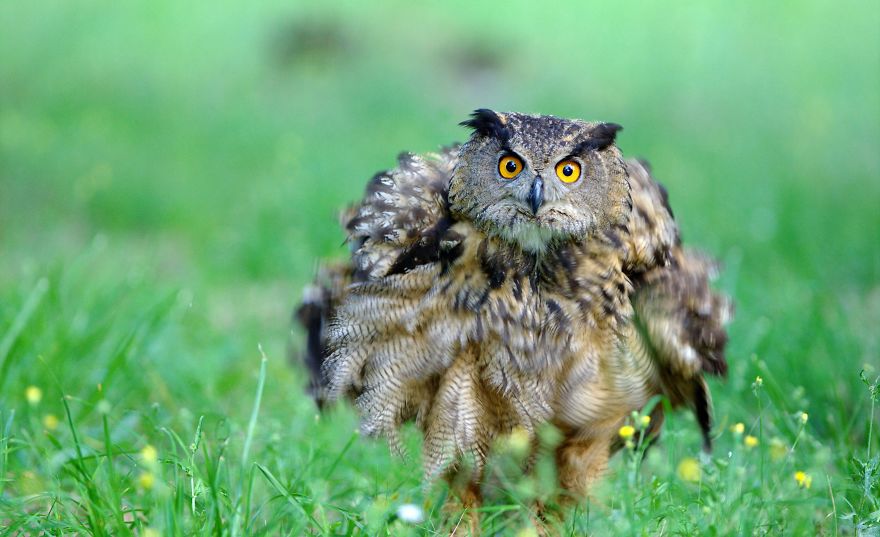 I Photograph Zoo Animals As If They Were Free