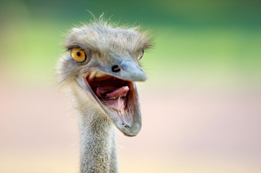 I Photograph Zoo Animals As If They Were Free