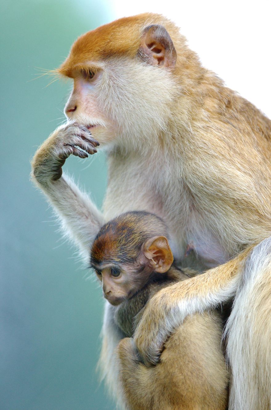 I Photograph Zoo Animals As If They Were Free I Photograph Zoo Animals As If They Were Free