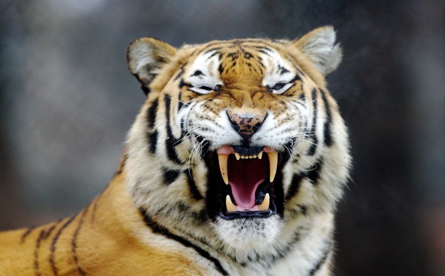 I Photograph Zoo Animals As If They Were Free I Photograph Zoo Animals As If They Were Free