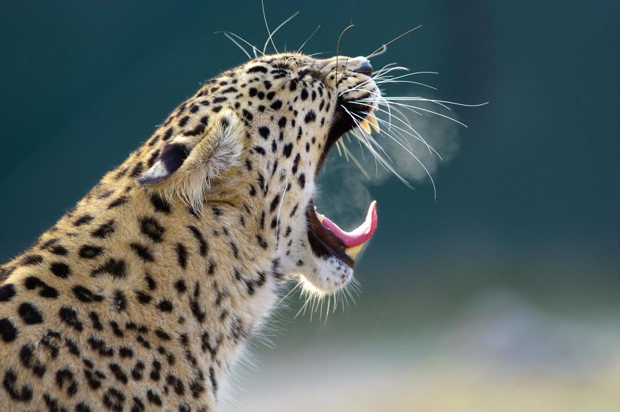 I Photograph Zoo Animals As If They Were Free I Photograph Zoo Animals As If They Were Free