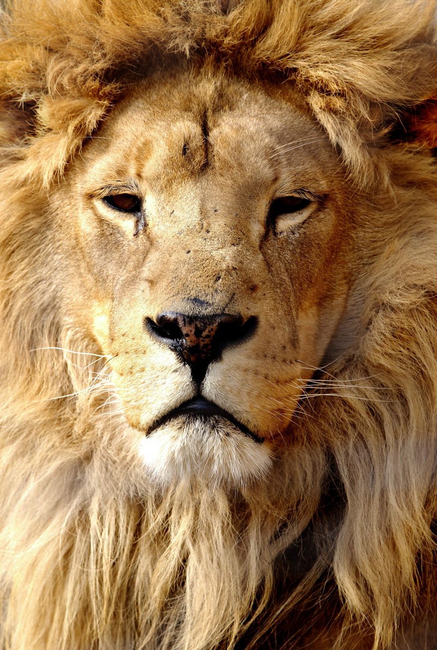 I Photograph Zoo Animals As If They Were Free I Photograph Zoo Animals As If They Were Free