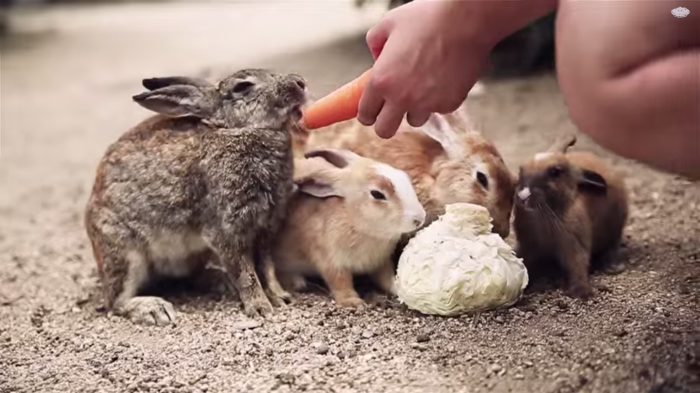 My Friend And I Documented An Island Full Of Bunnies And Poison Gas Factory Relics