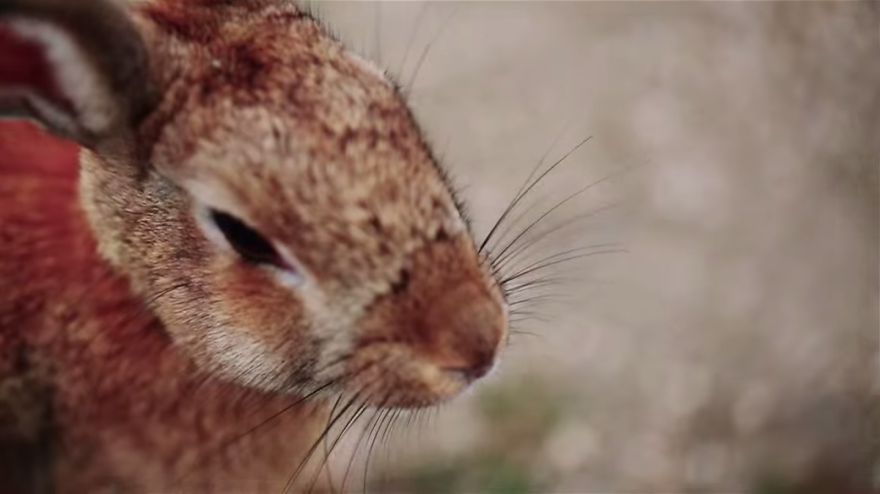 My Friend And I Documented An Island Full Of Bunnies And Poison Gas Factory Relics