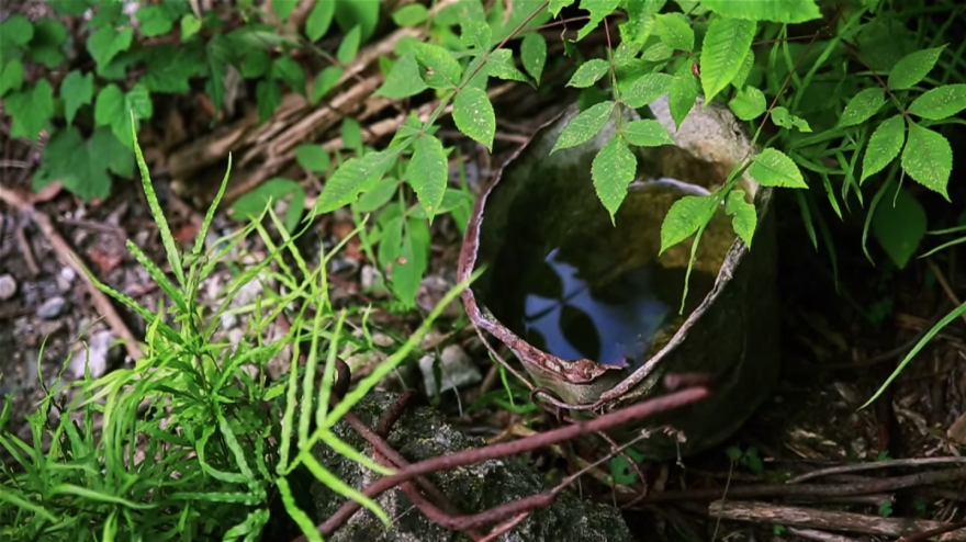 My Friend And I Documented An Island Full Of Bunnies And Poison Gas Factory Relics