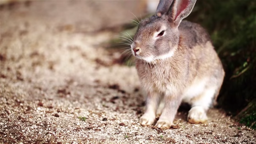 My Friend And I Documented An Island Full Of Bunnies And Poison Gas Factory Relics