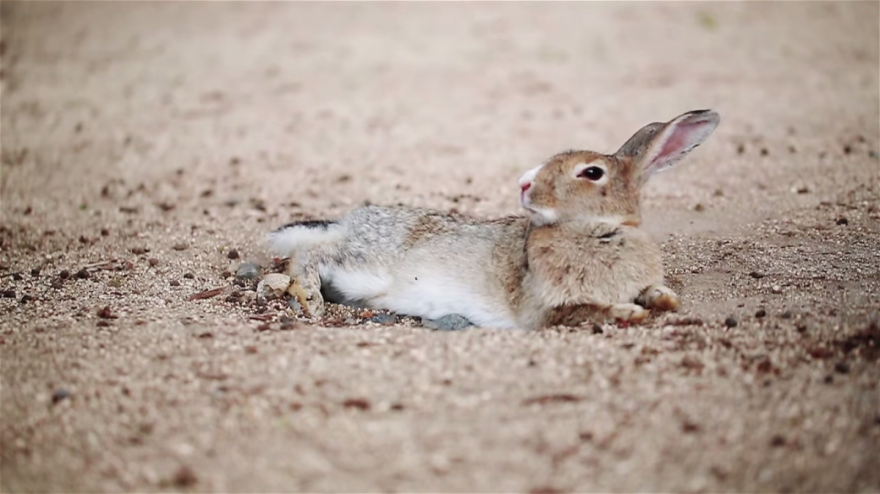 My Friend And I Documented An Island Full Of Bunnies And Poison Gas Factory Relics My Friend And I Documented An Island Full Of Bunnies And Poison Gas Factory Relics