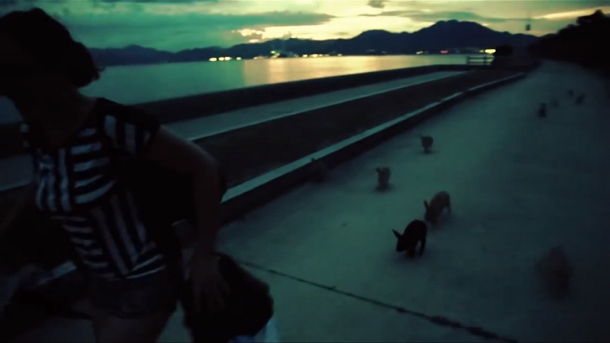 My Friend And I Documented An Island Full Of Bunnies And Poison Gas Factory Relics