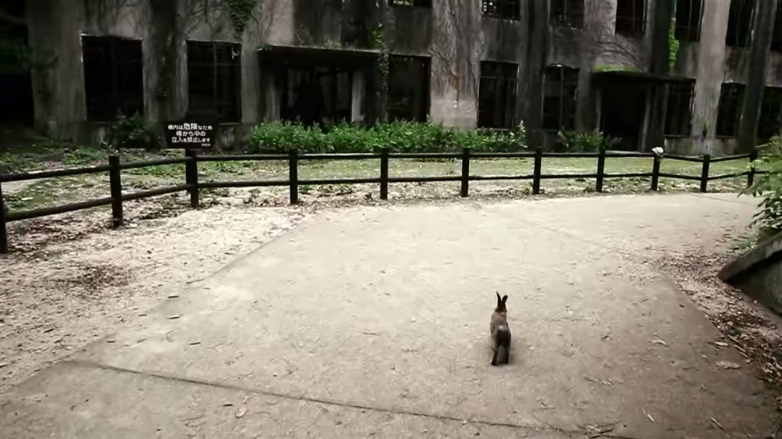 My Friend And I Documented An Island Full Of Bunnies And Poison Gas Factory Relics