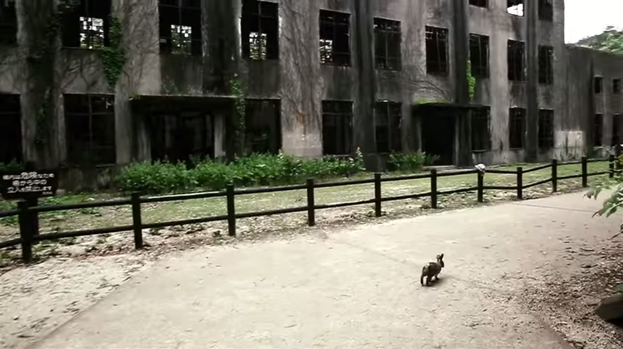 My Friend And I Documented An Island Full Of Bunnies And Poison Gas Factory Relics My Friend And I Documented An Island Full Of Bunnies And Poison Gas Factory Relics