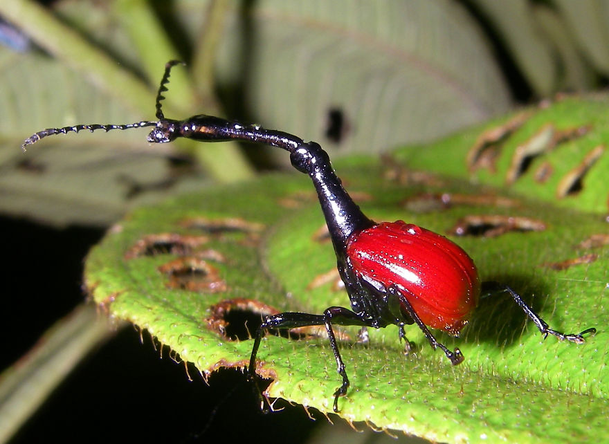 Weird Looking Bug: The Giraffe Weevil (giraffe Bug) Weird Looking Bug: The Giraffe Weevil (giraffe Bug)