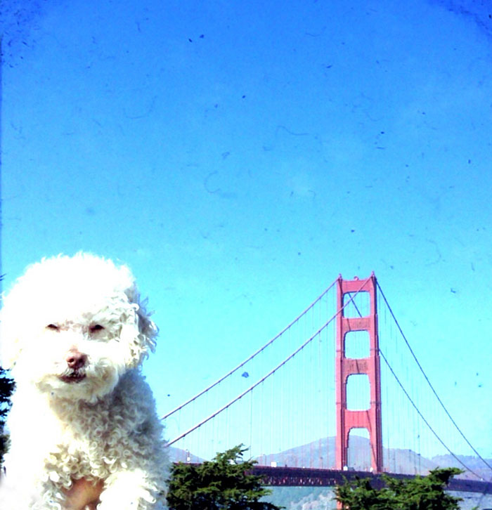 cerbero-on-the-road-cute-poodle-1 cerbero-on-the-road-cute-poodle-1