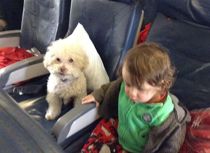 cerbero-on-the-road-cute-poodle-10