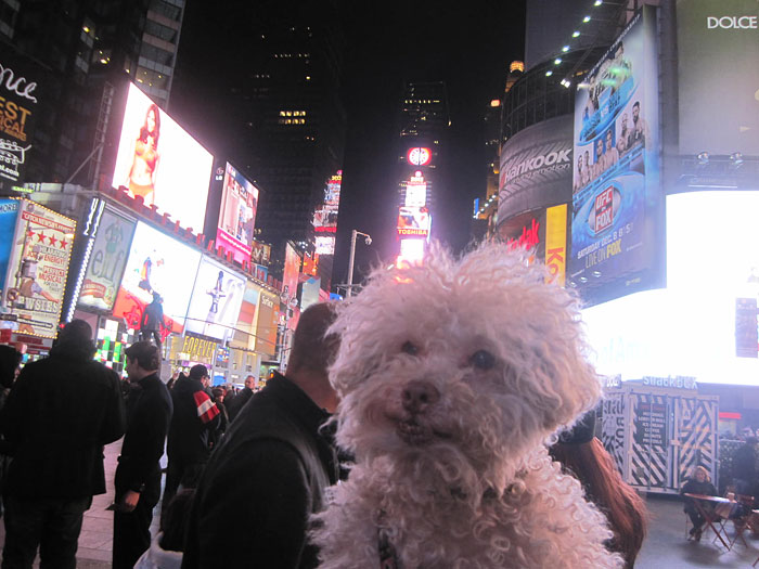 cerbero-on-the-road-cute-poodle-11