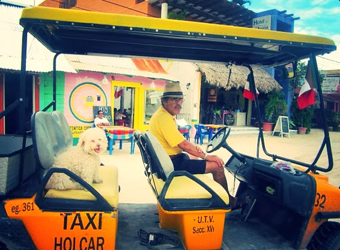 cerbero-on-the-road-cute-poodle-13