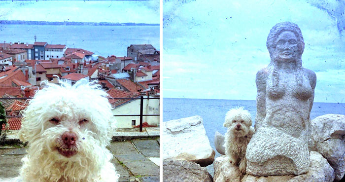 cerbero-on-the-road-cute-poodle-15 cerbero-on-the-road-cute-poodle-15