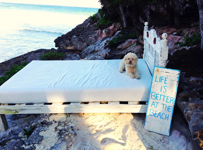 cerbero-on-the-road-cute-poodle-17