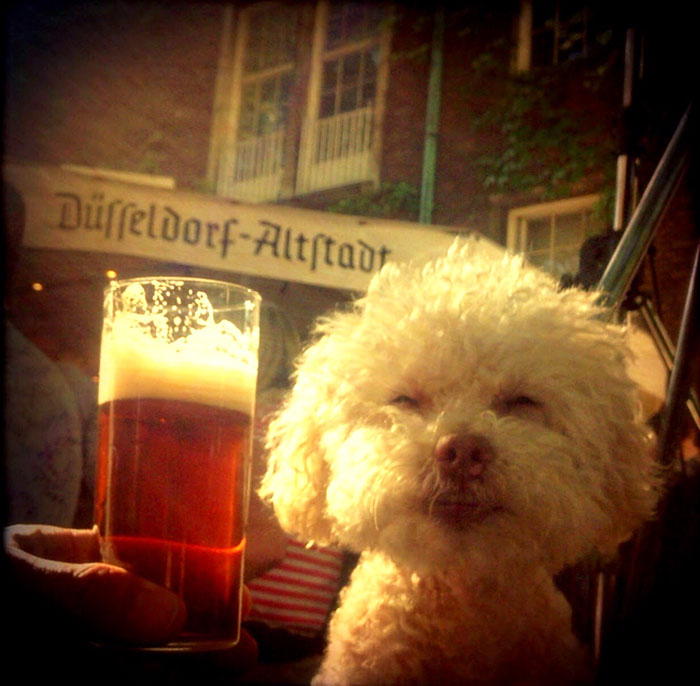 cerbero-on-the-road-cute-poodle-2