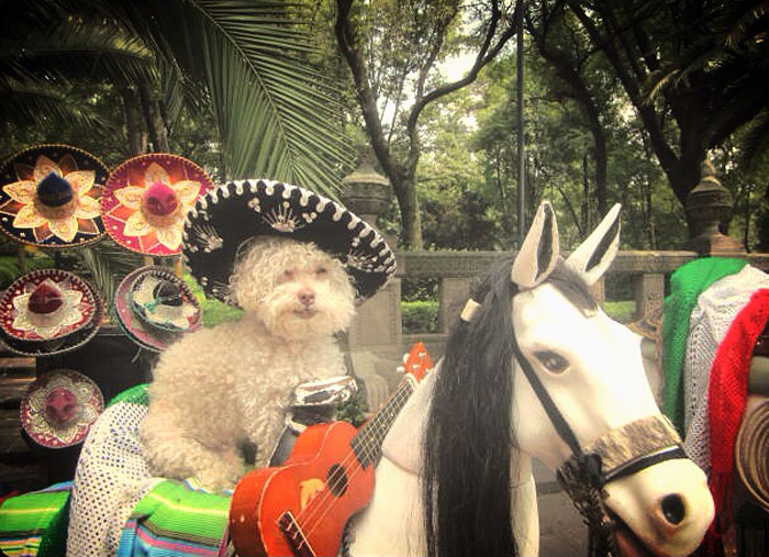 cerbero-on-the-road-cute-poodle-3