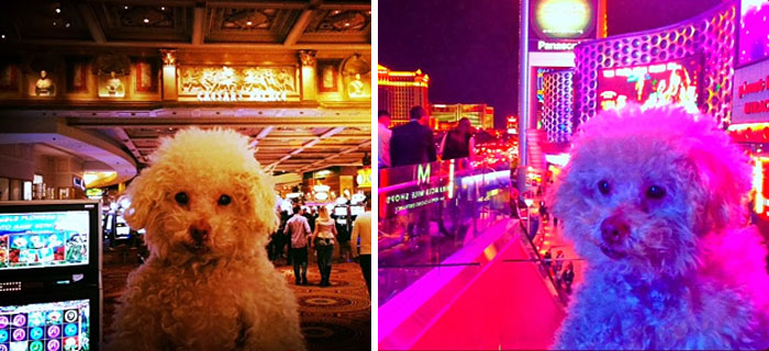 cerbero-on-the-road-cute-poodle-4