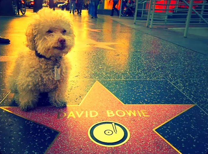cerbero-on-the-road-cute-poodle-5
