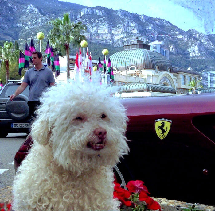 cerbero-on-the-road-cute-poodle-6