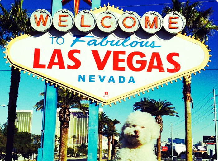 cerbero-on-the-road-cute-poodle-7