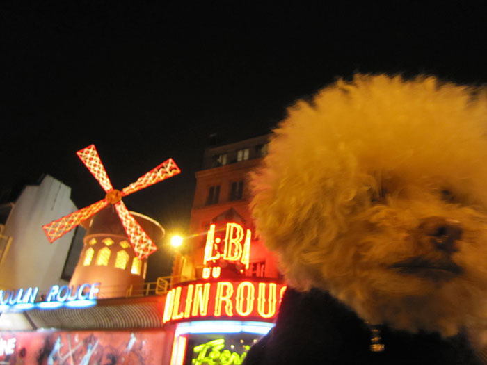 cerbero-on-the-road-cute-poodle-8