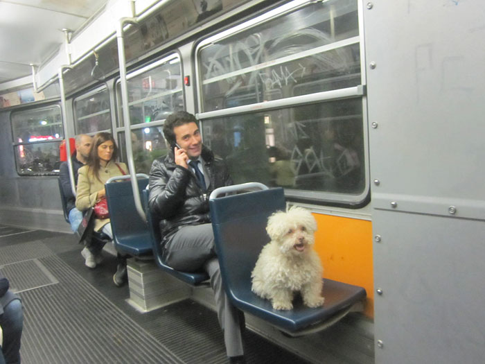 cerbero-on-the-road-cute-poodle-9