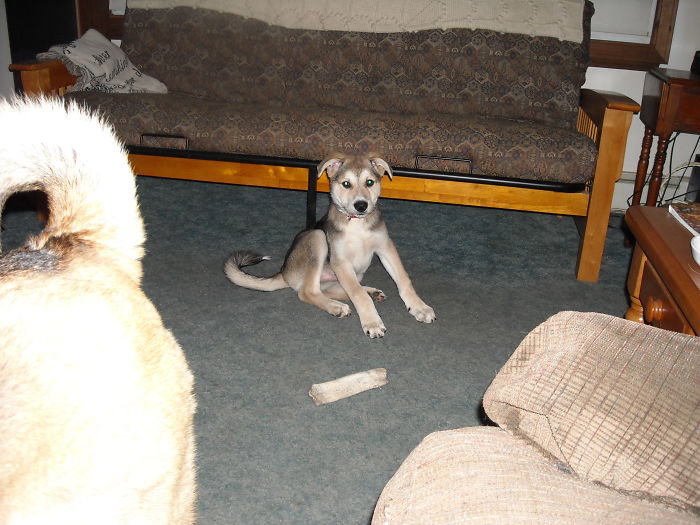 Niko, German Shepard Akita & Rotti