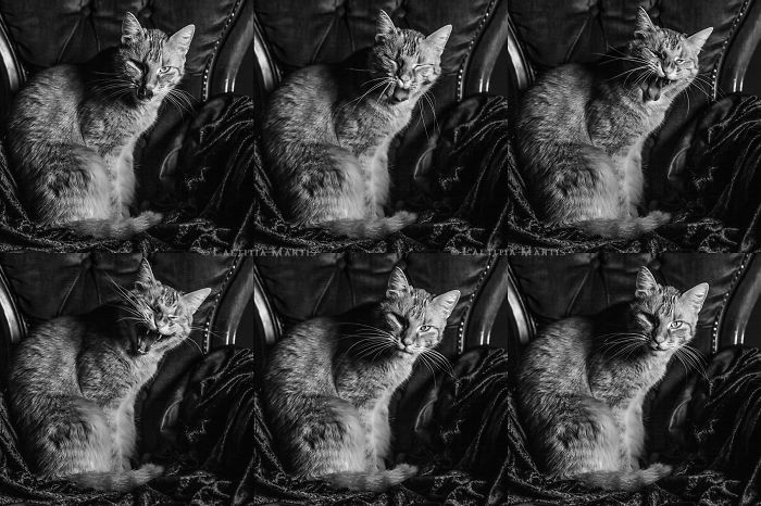 Herr Odin (c) 2014 Laetitia Mantis