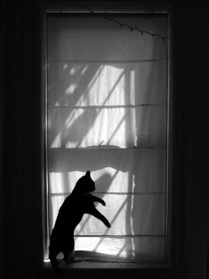 Pigeons On The Fire Escape