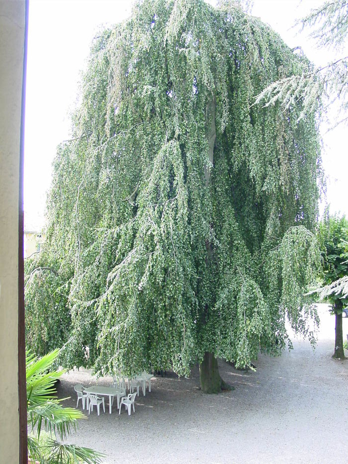 Gozanno Italy - September 2010 - At A Bed & Breakfast Inn. Taken From My 2nd Story Room.